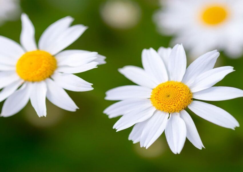 WIE MAN BLUMEN TROCKNET