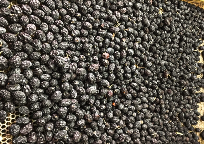 Olive Drying | Olive Drying Machine